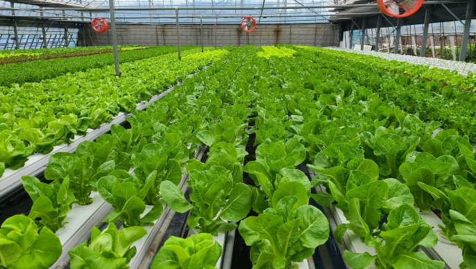 태안군, "시설채소 양액재배 늘린다!" 농업소득 향상 총력